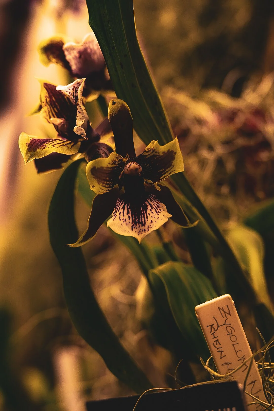 _DSC0418.jpeg