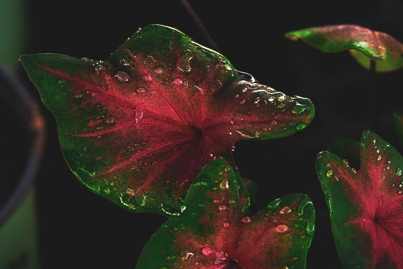 _DSC1521.jpeg