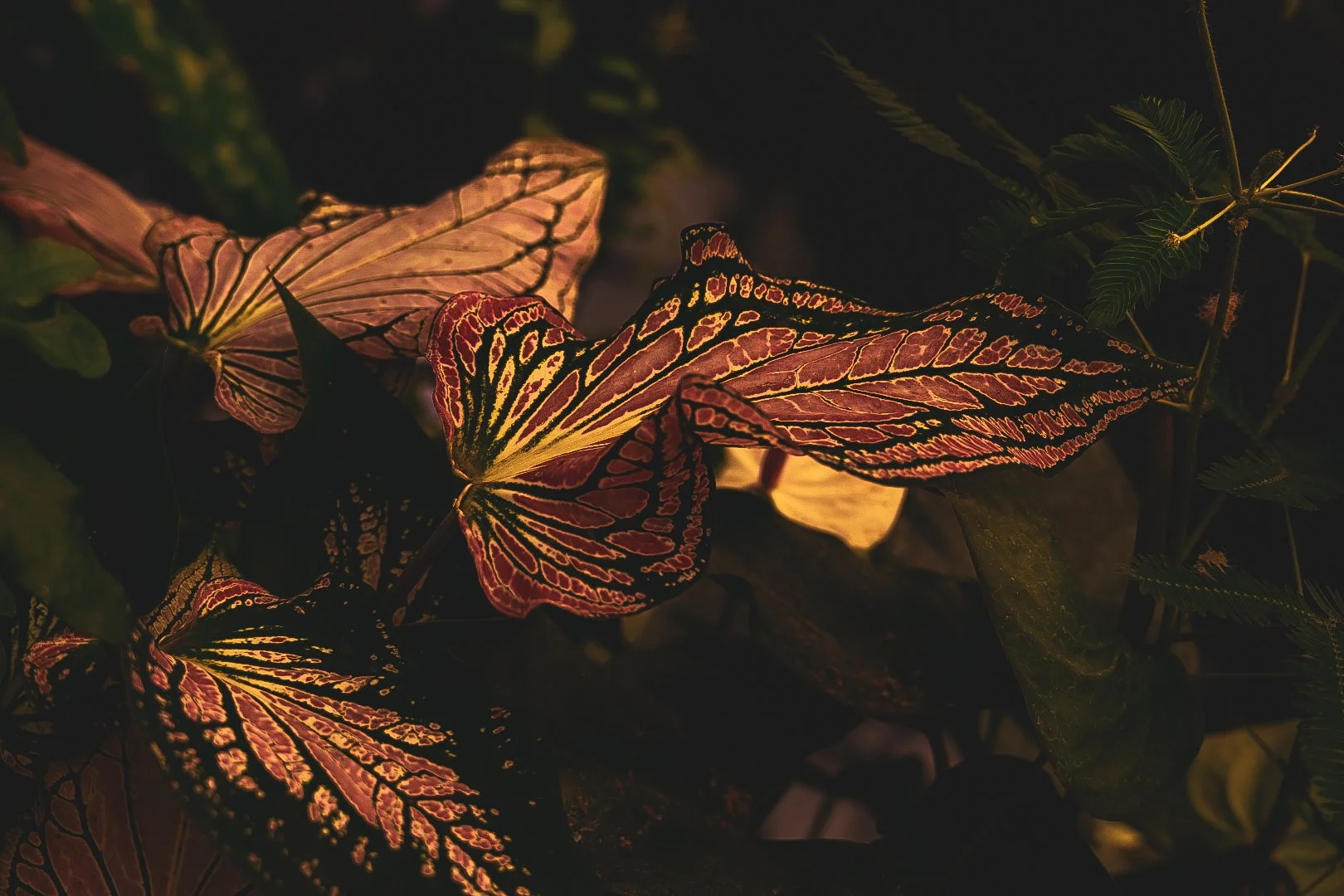 _DSC0422.jpeg