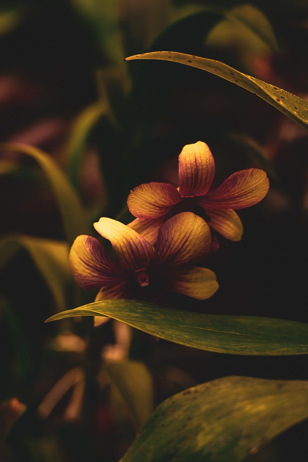 _DSC0404.jpeg