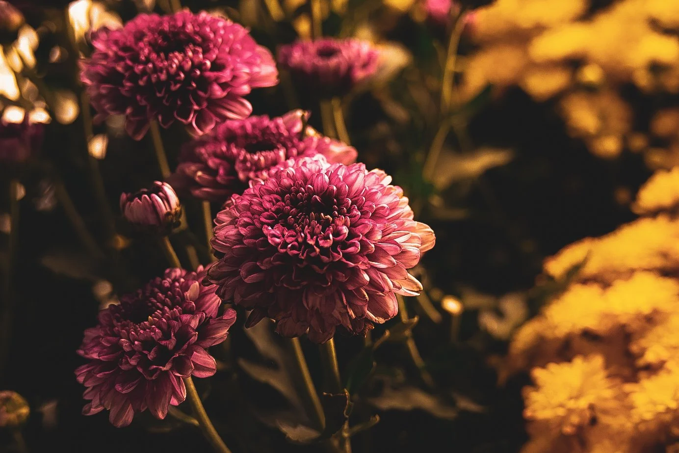_DSC1530.jpeg