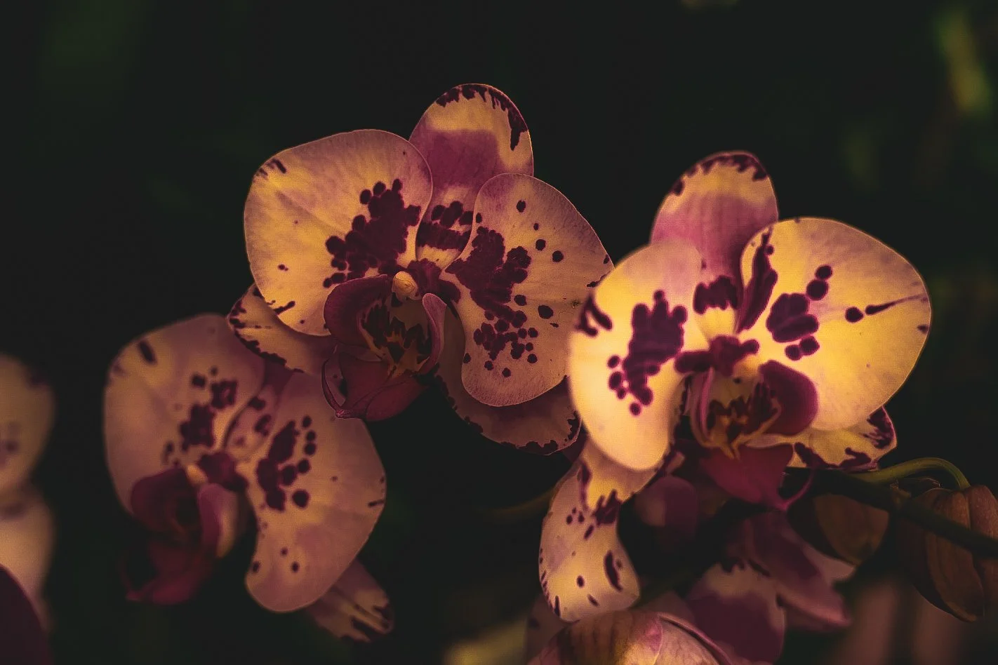 _DSC1510.jpeg