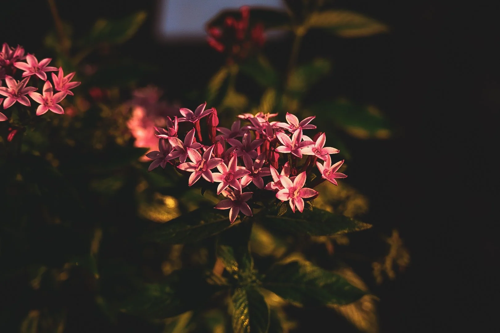_DSC1342.jpeg