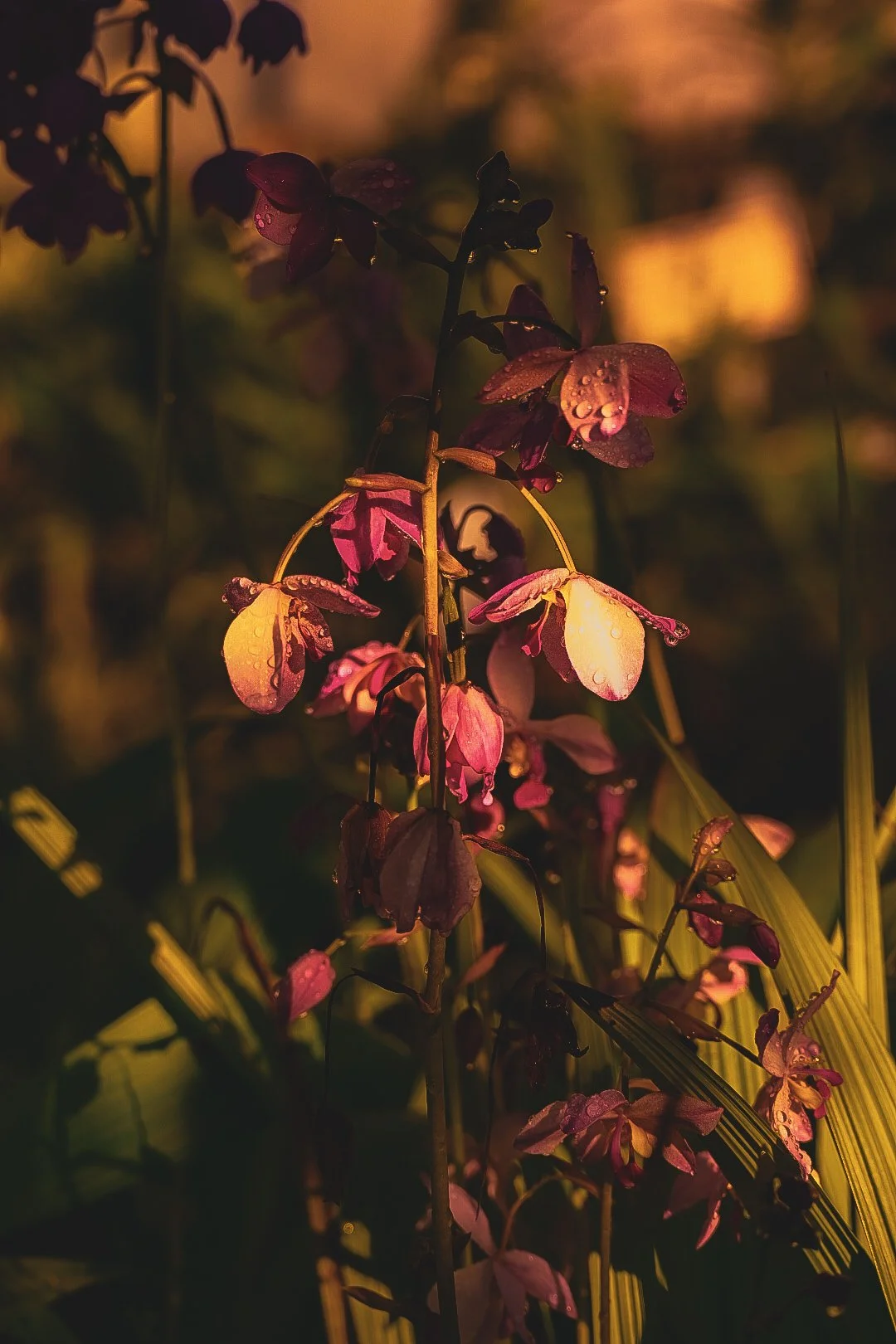 _DSC1516.jpeg