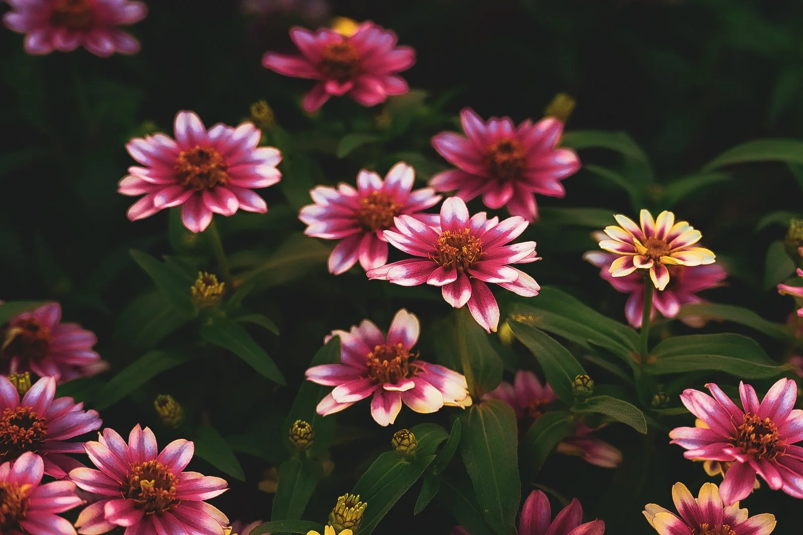 _DSC1528.jpeg