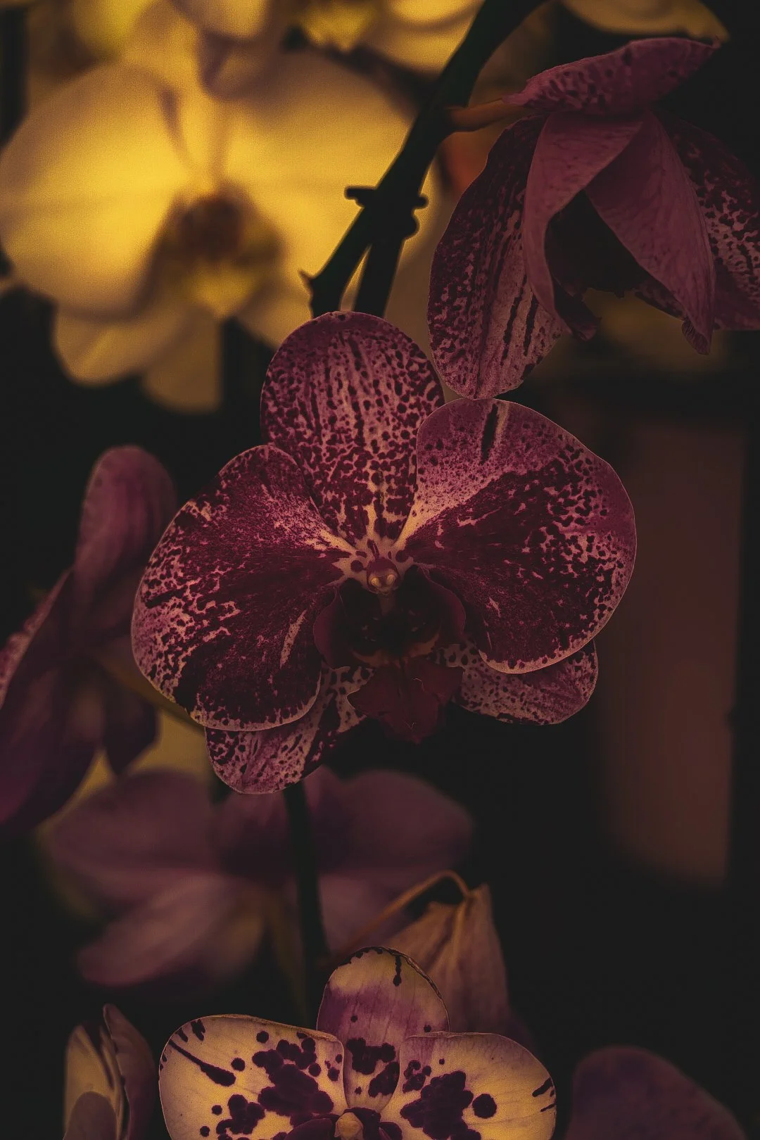 _DSC1509.jpeg