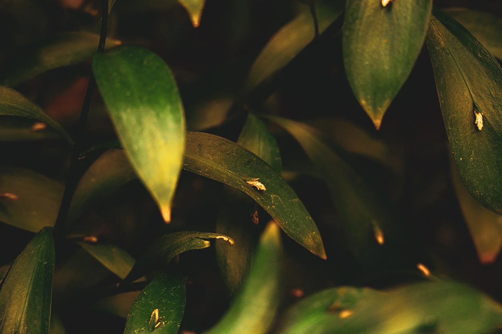 _DSC0387.jpeg