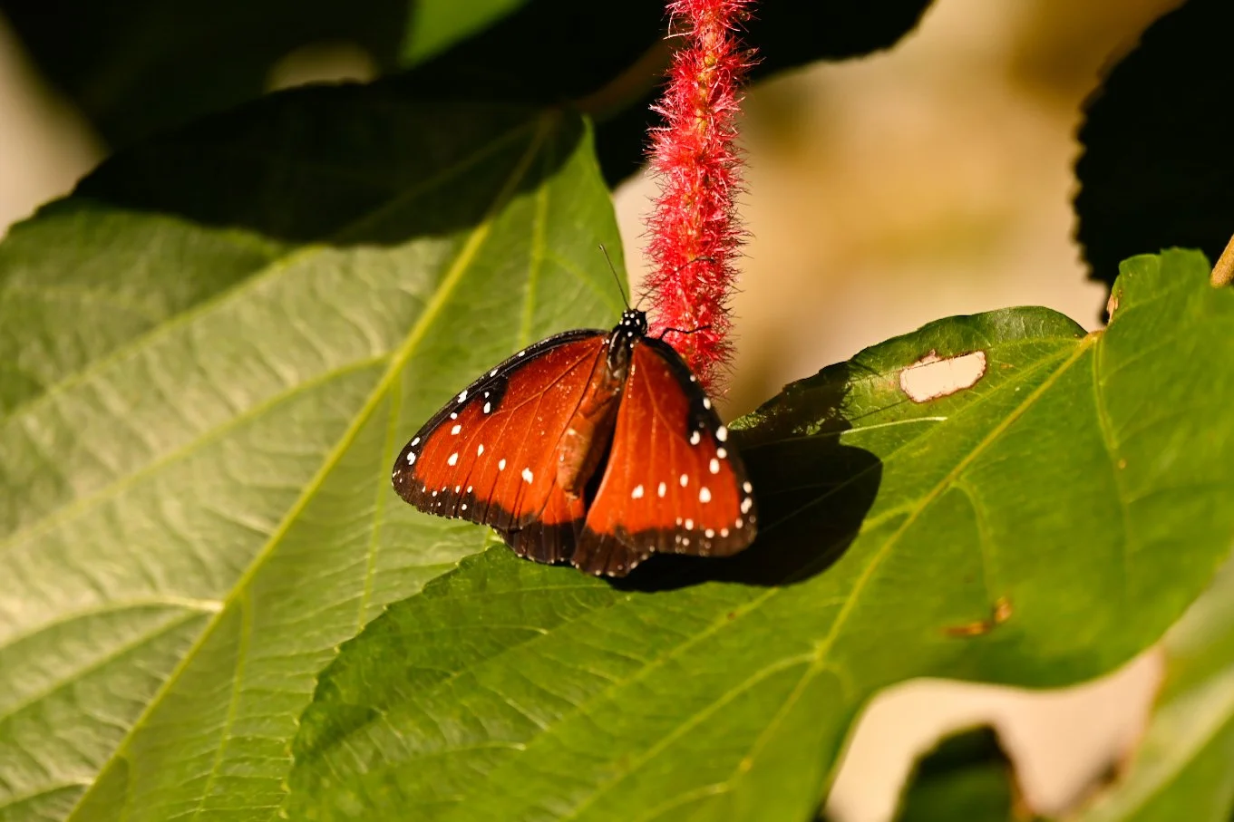 _DSC1378.jpeg
