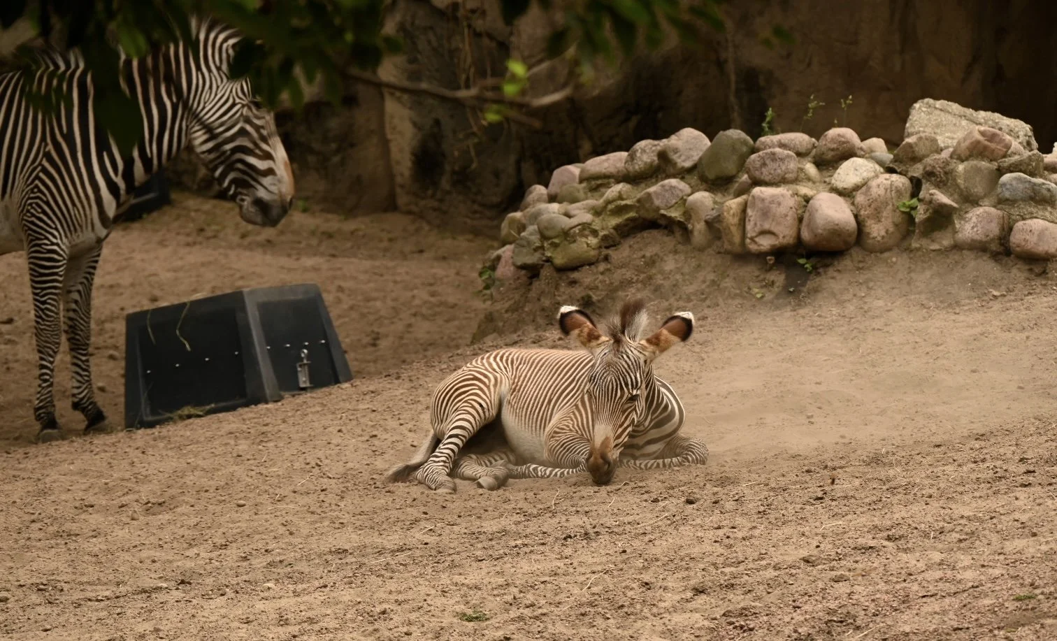 _DSC1064.jpeg