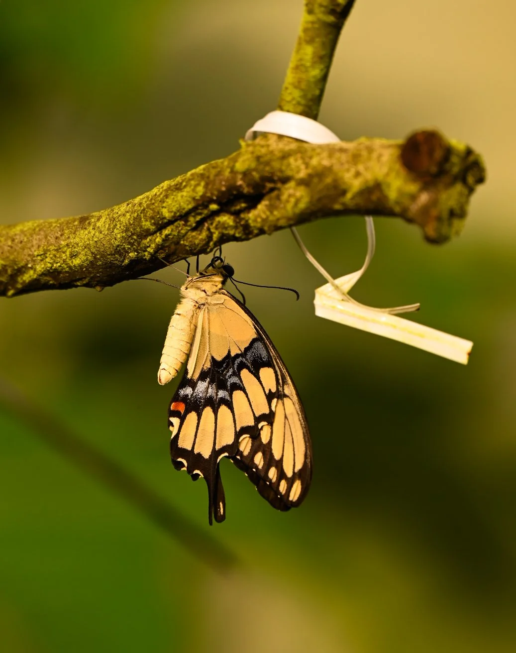 _DSC1399.jpeg