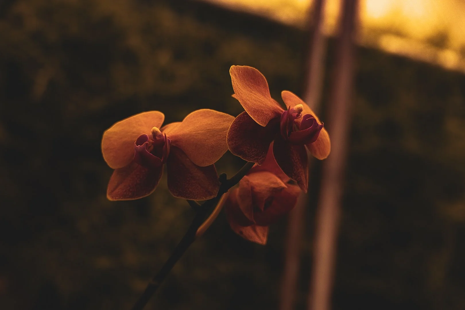 _DSC0416.jpeg