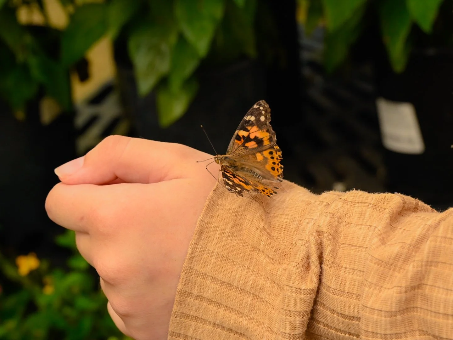 _DSC1561.jpeg