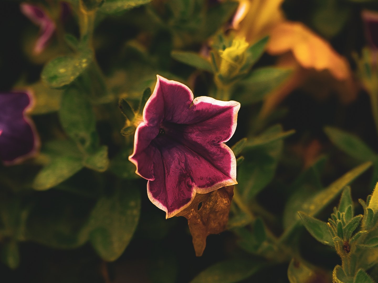 _DSC1778.jpeg
