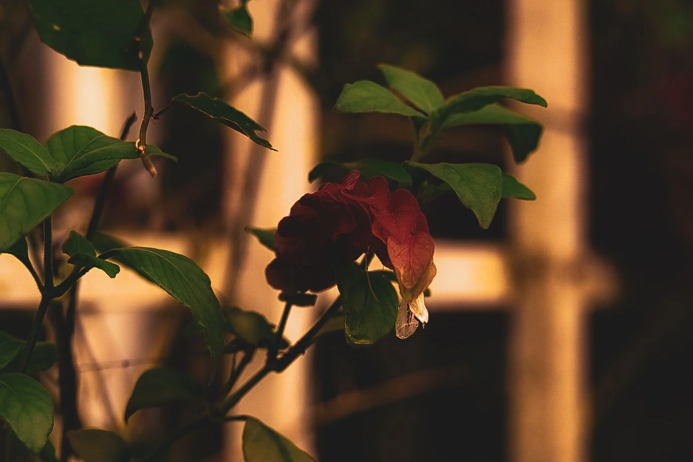 _DSC1533.jpeg