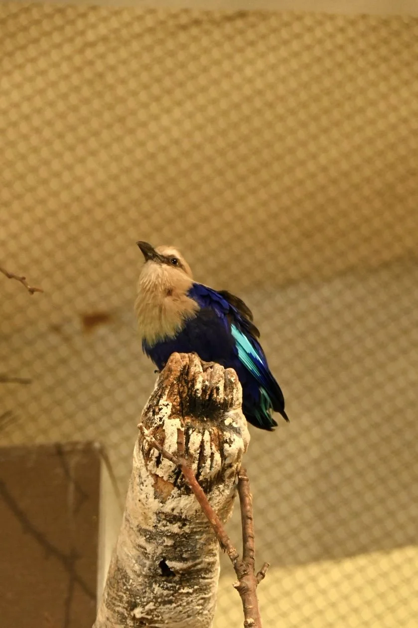 _DSC1126.jpeg