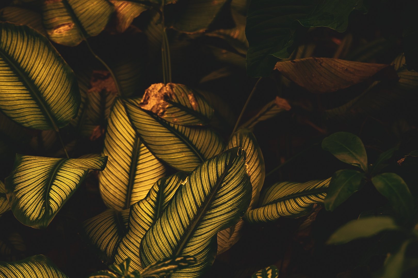 _DSC0381.jpeg
