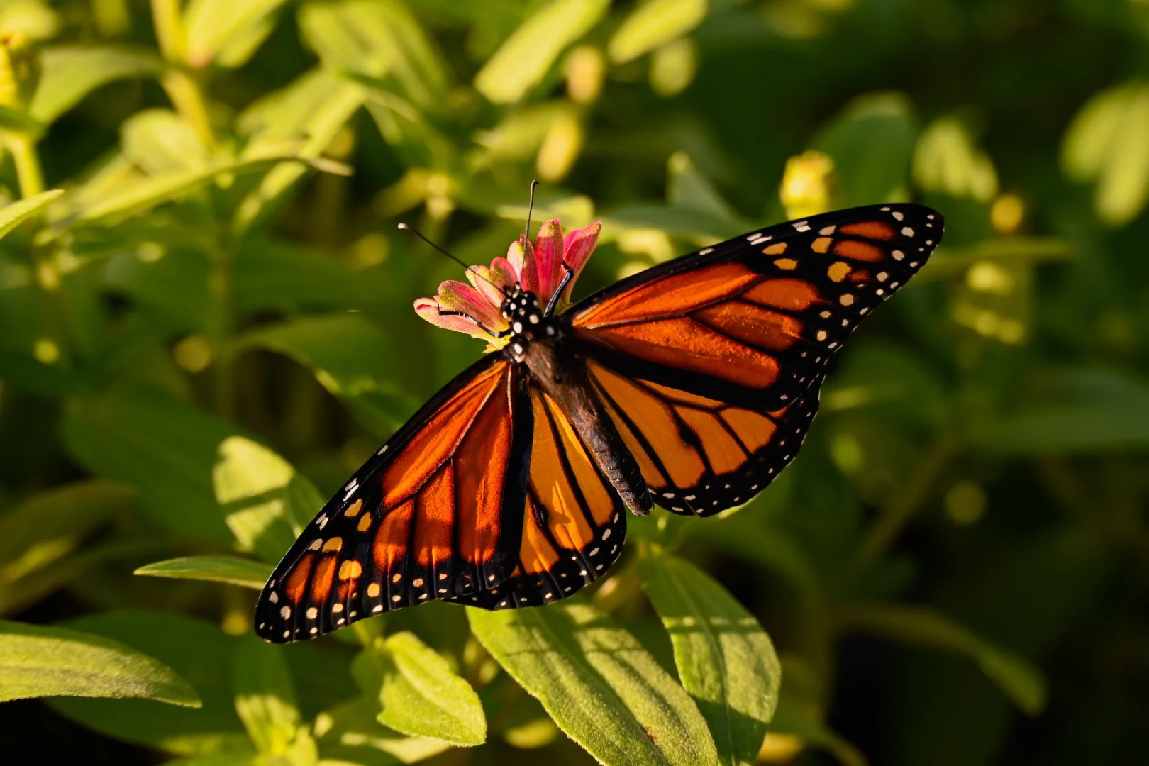 _DSC1290.jpeg