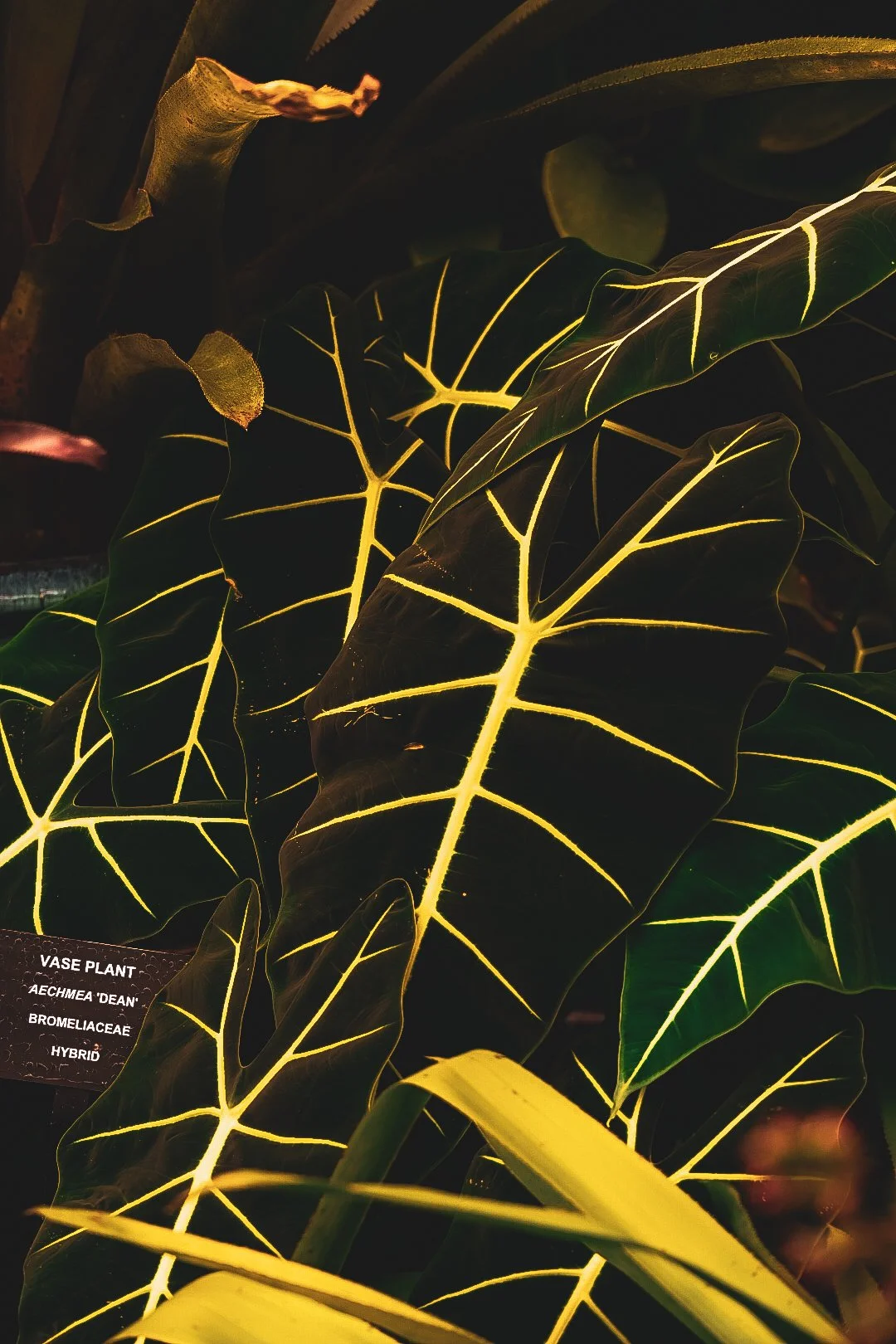_DSC0425.jpeg