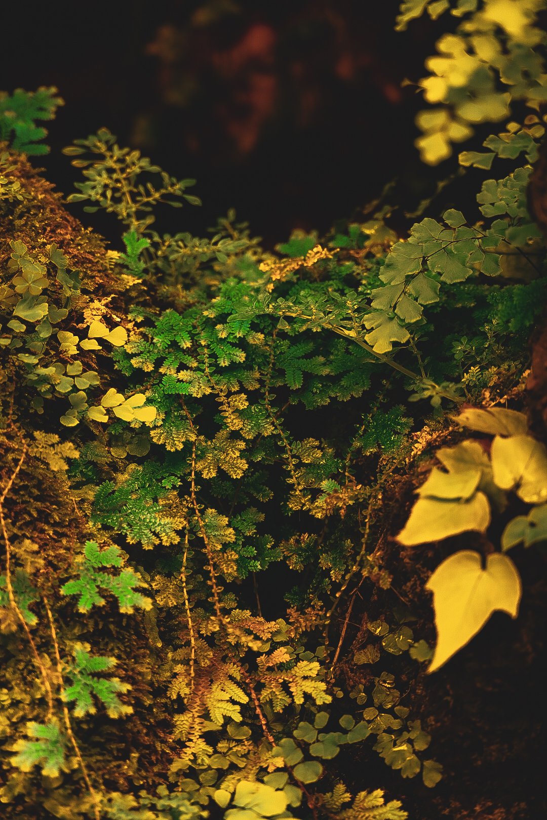 _DSC0392.jpeg