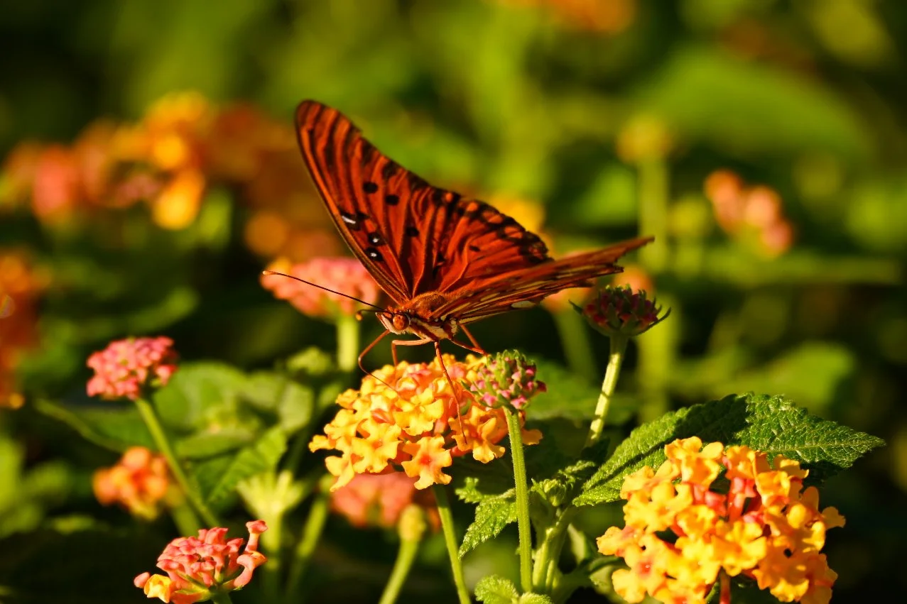 _DSC1358.jpeg