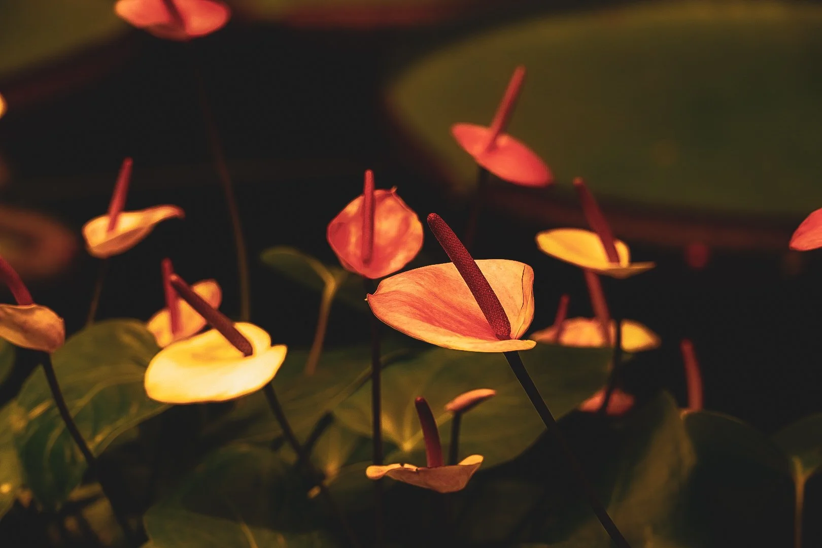 _DSC0372.jpeg