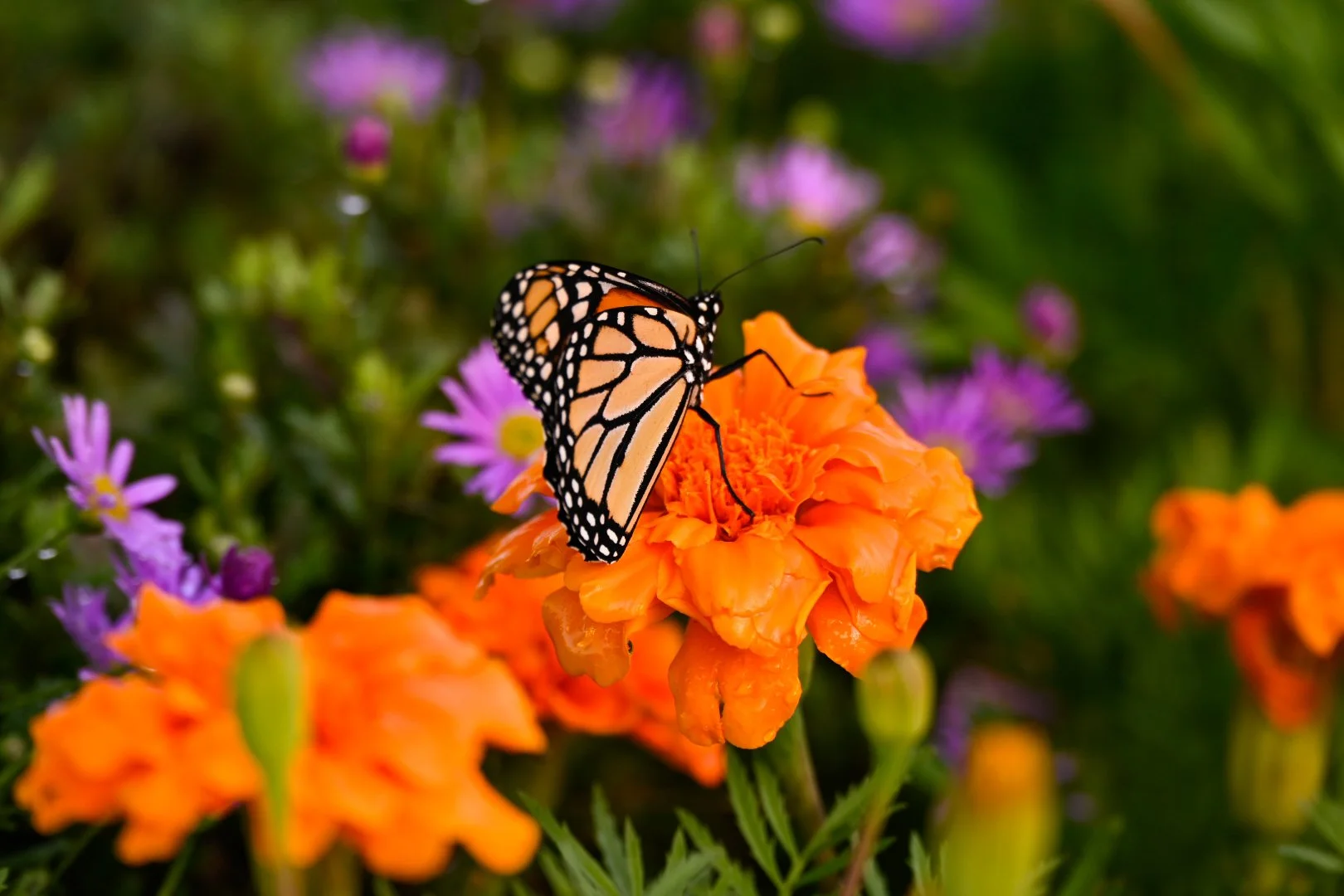 _DSC1287.jpeg
