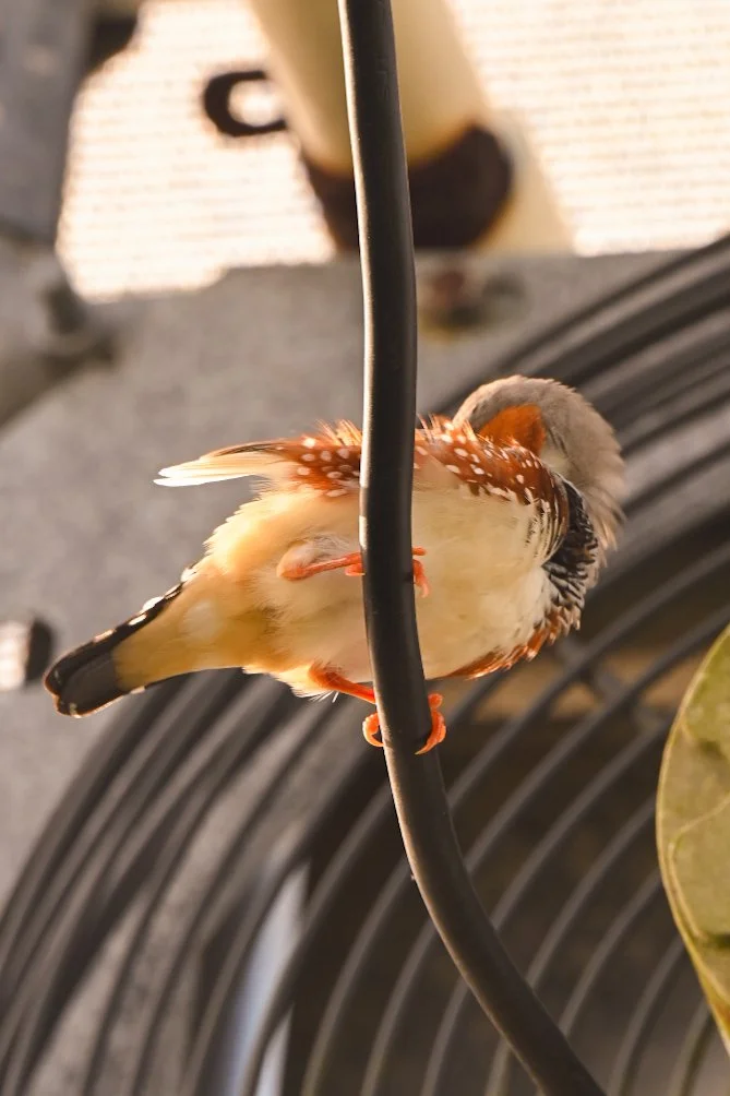 _DSC1397.jpeg