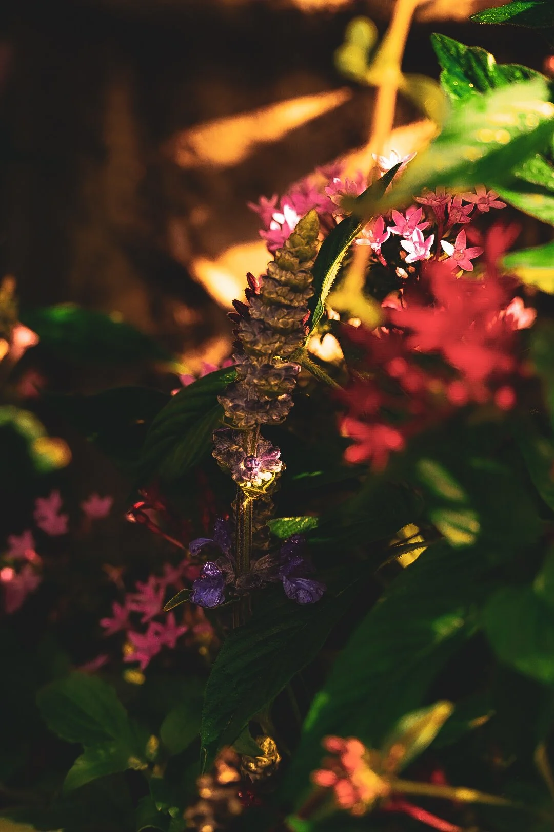 _DSC1456.jpeg