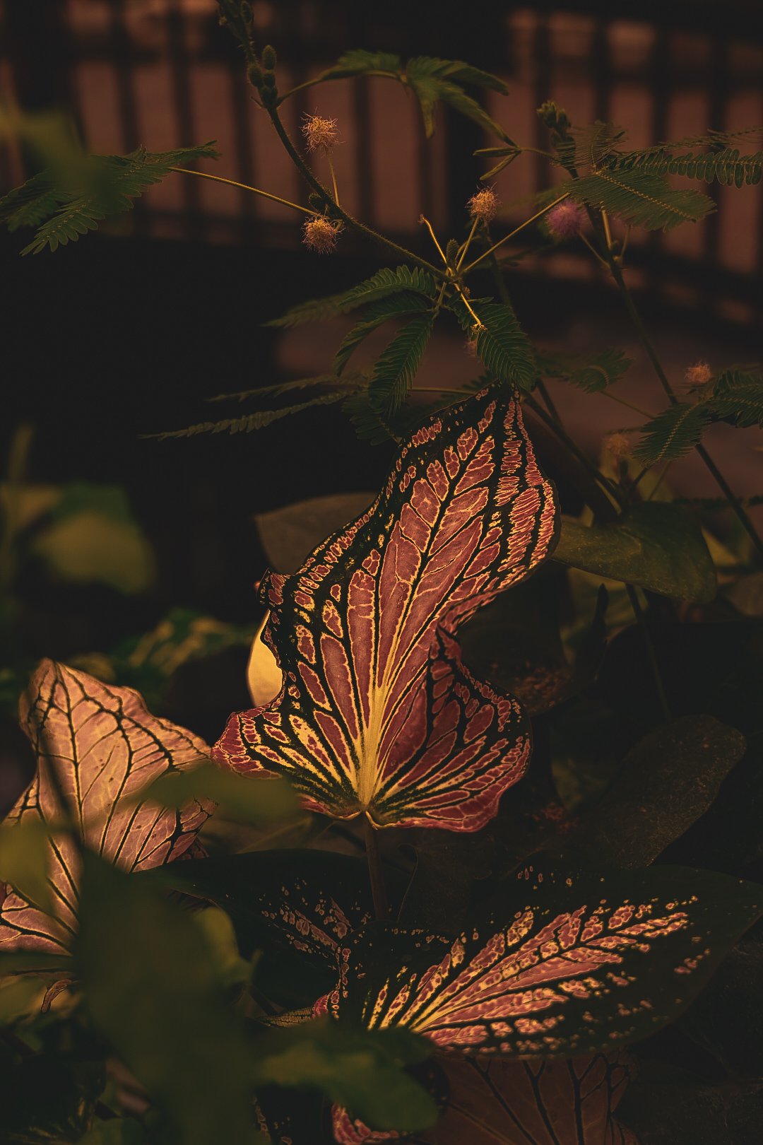 _DSC0556.jpeg
