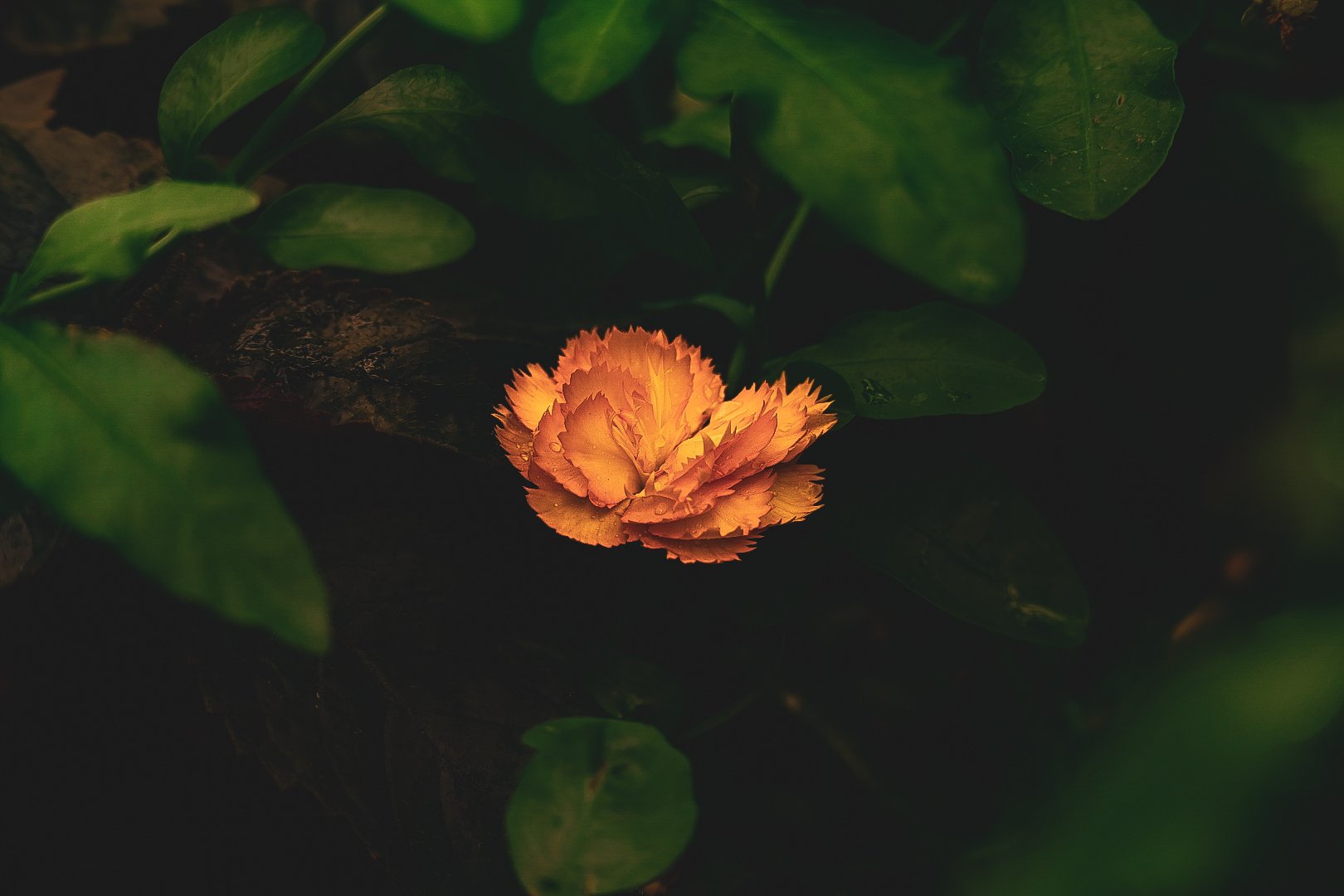 _DSC0419.jpeg