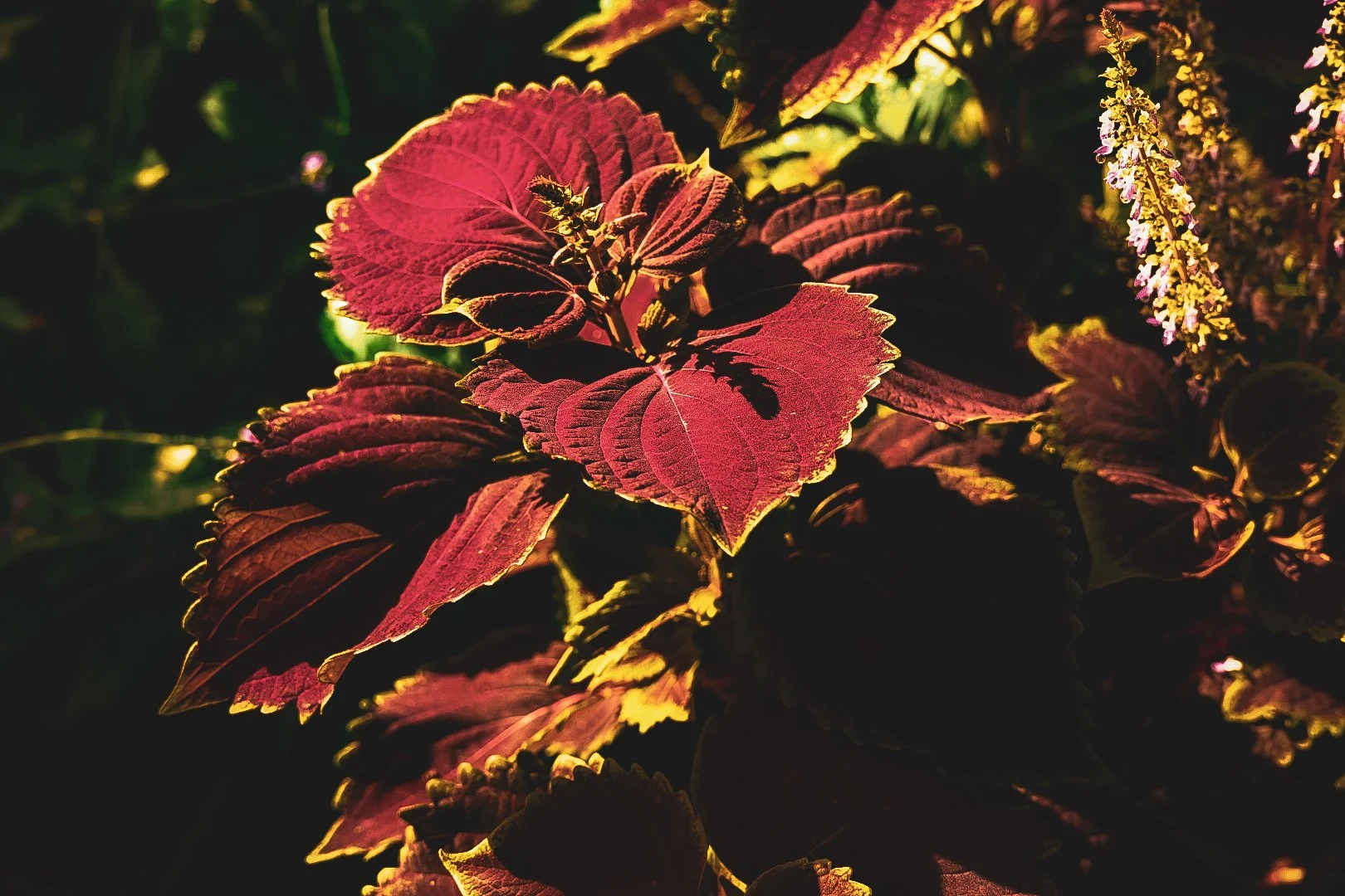 _DSC1492.jpeg