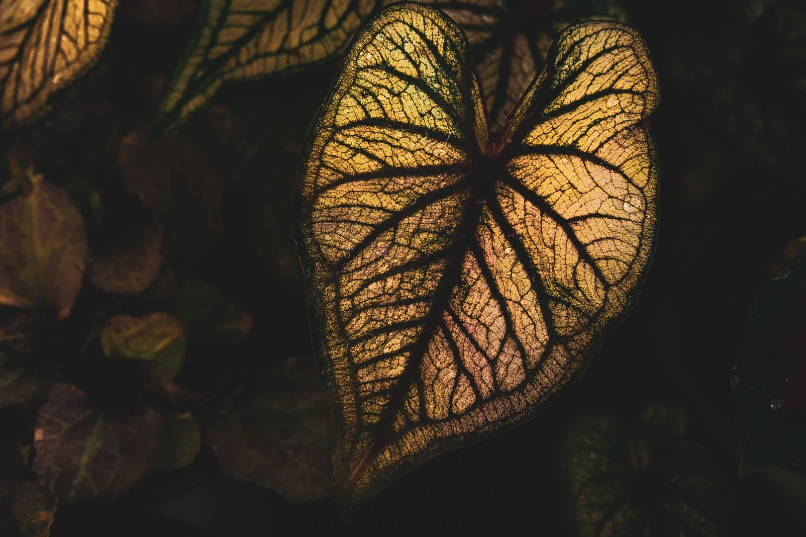 _DSC1522.jpeg