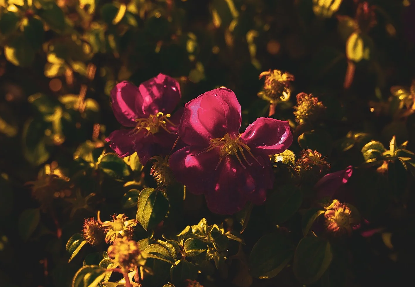 _DSC1299.jpeg