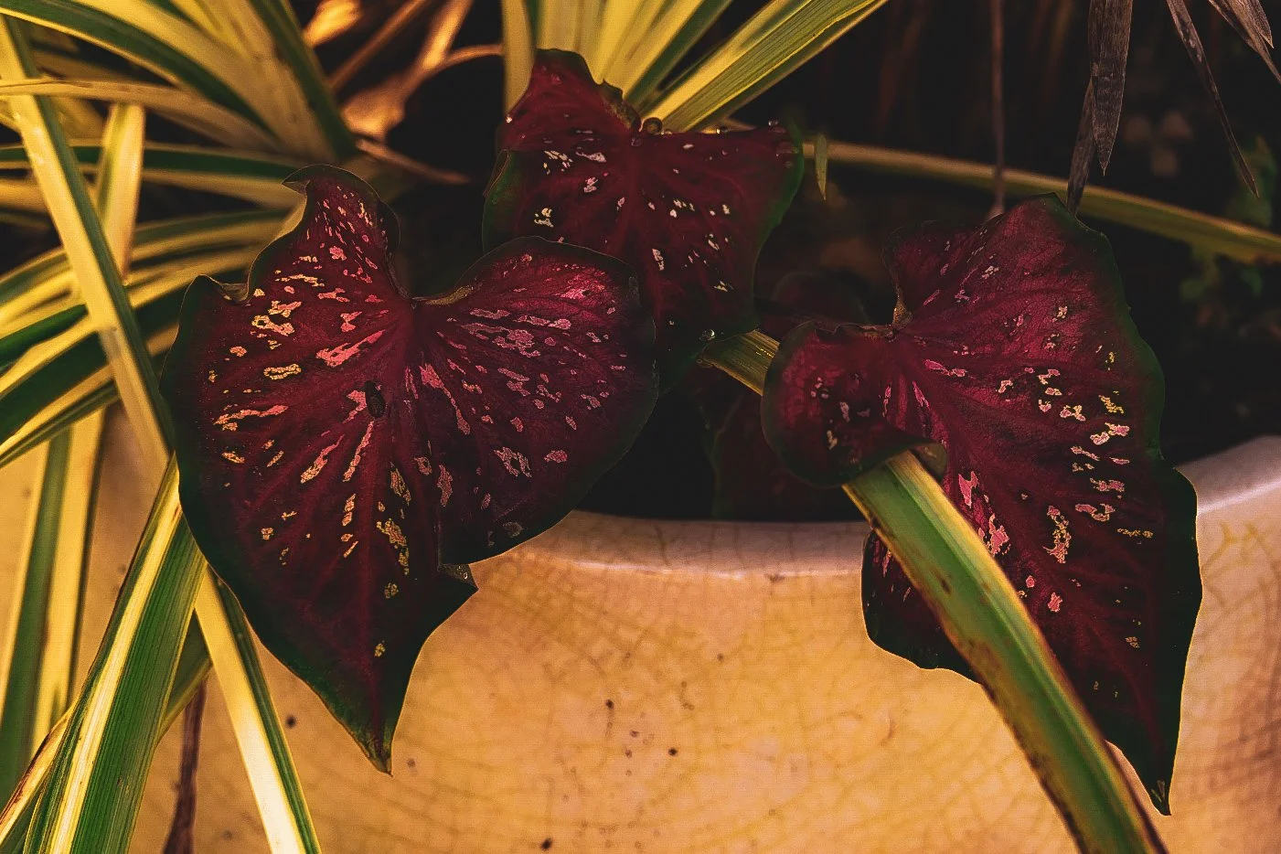 _DSC1529.jpeg