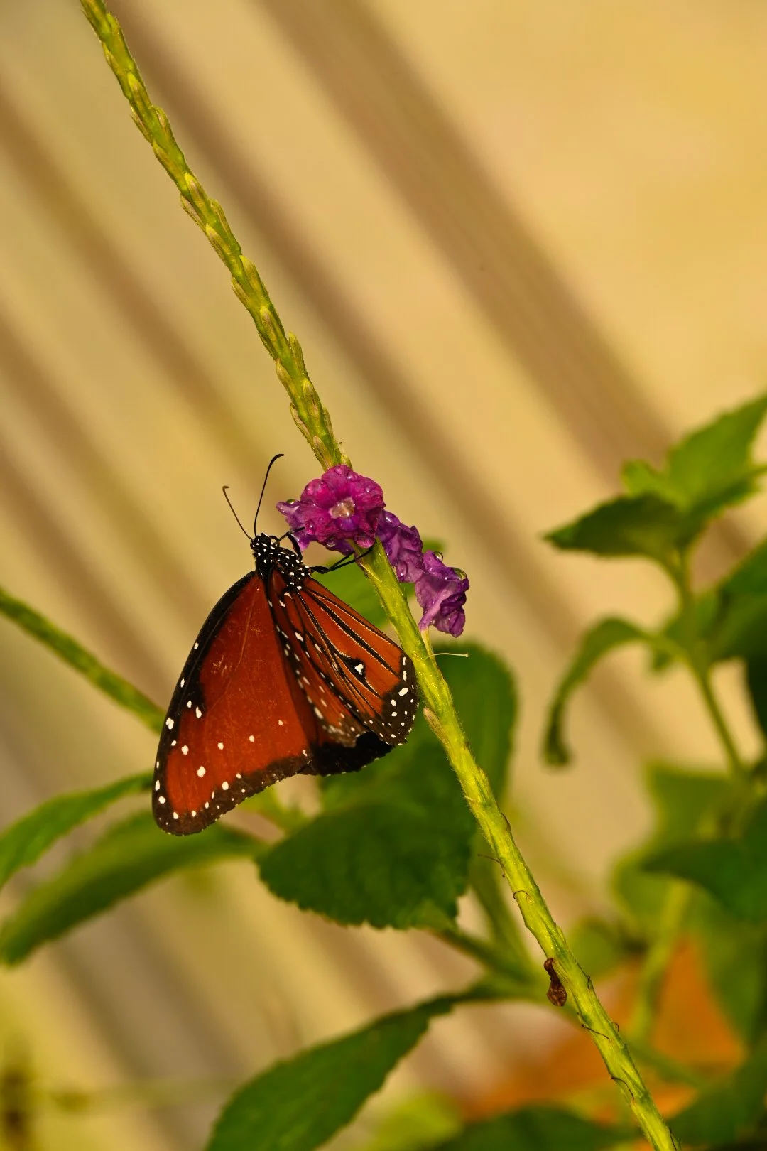 _DSC1403.jpeg