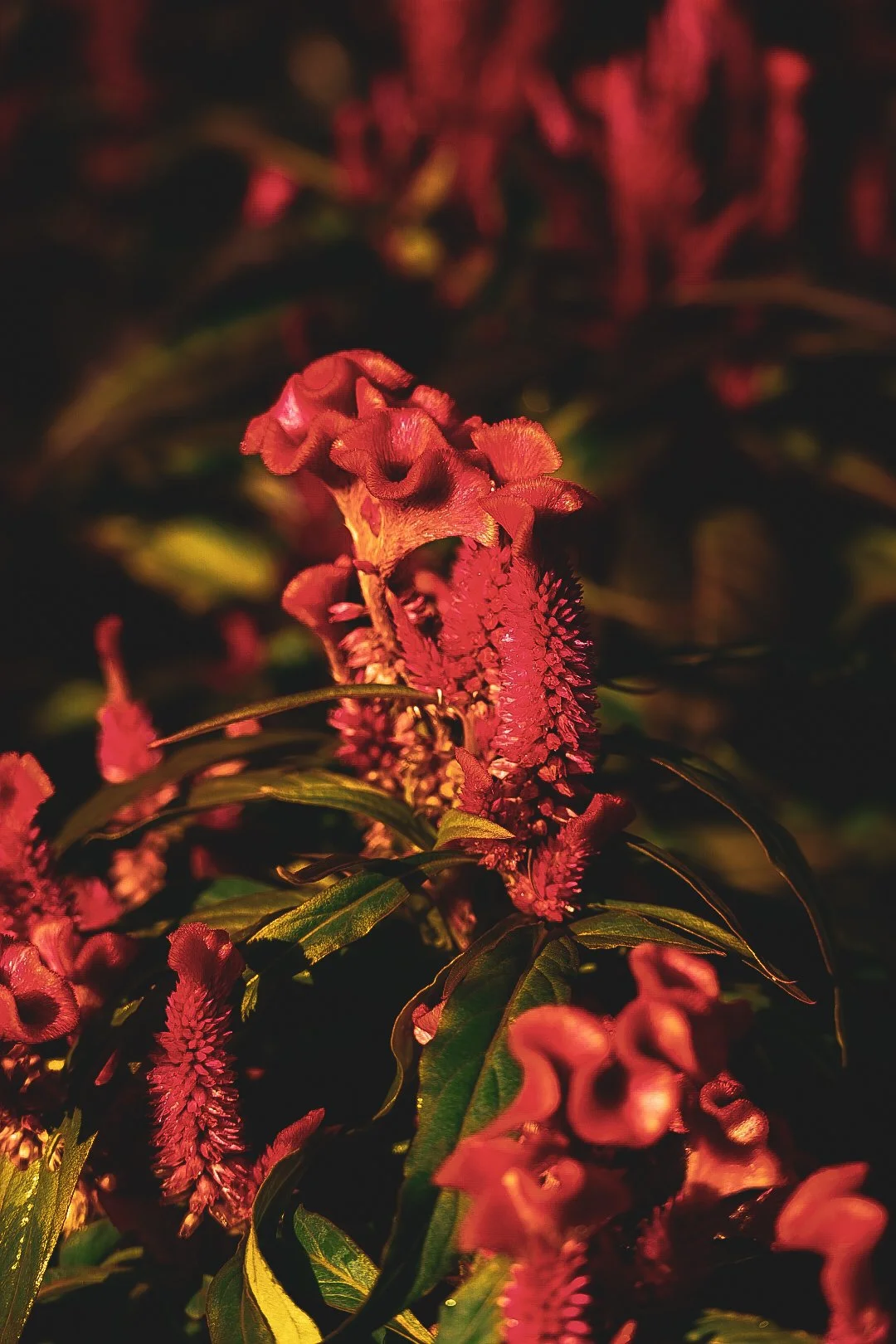 _DSC1284.jpeg