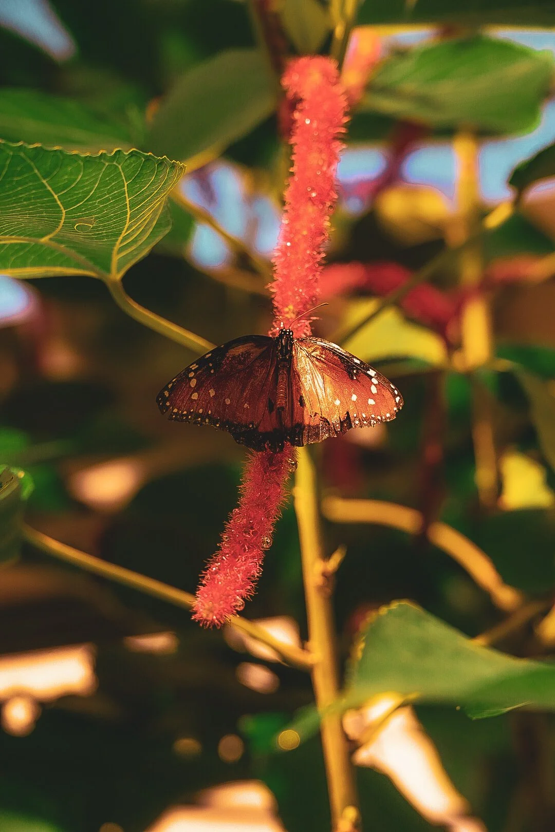 _DSC1382.jpeg