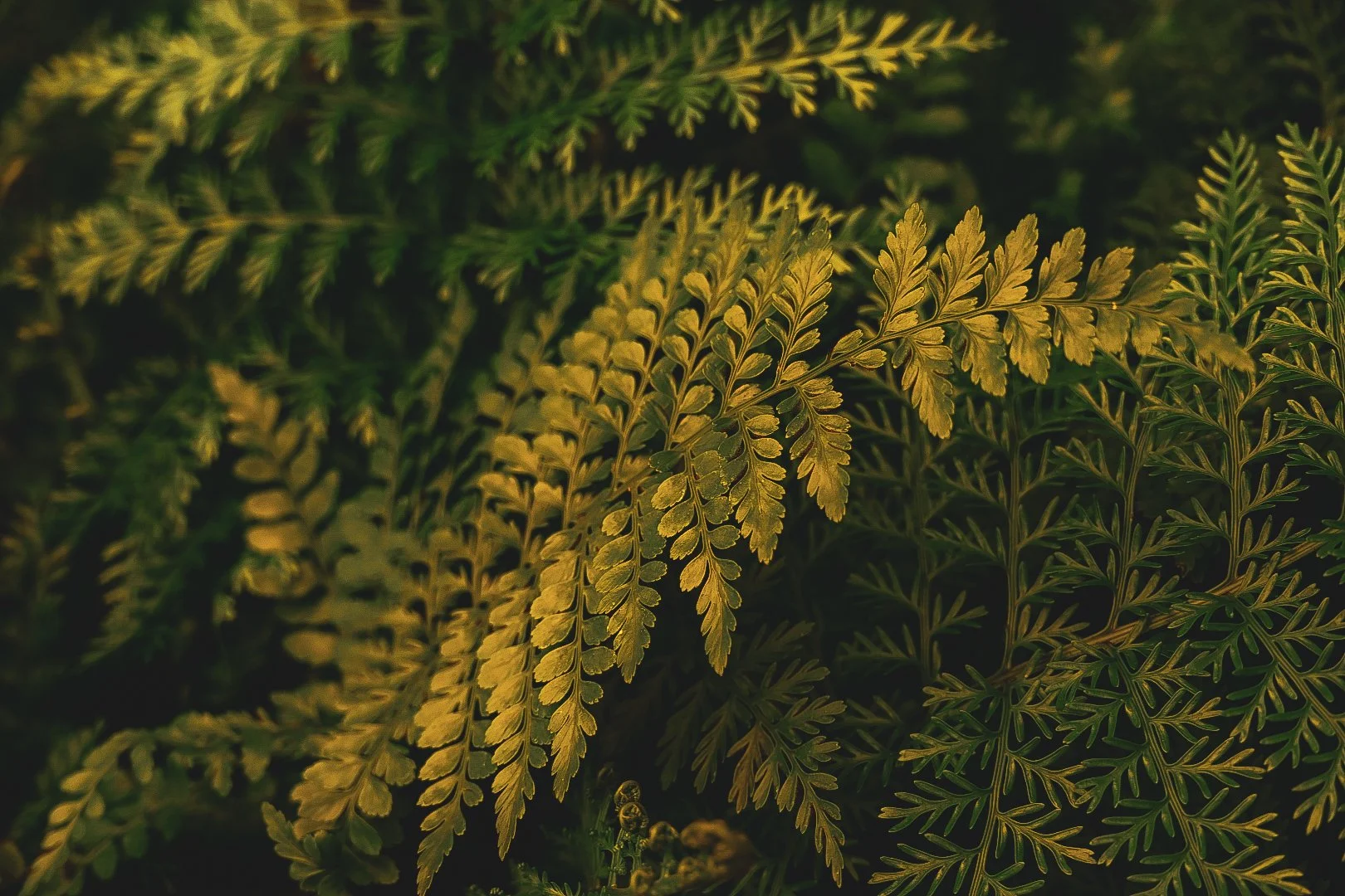 _DSC0391.jpeg