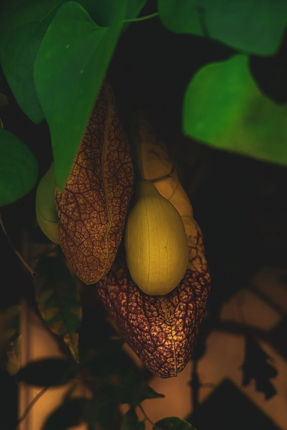 _DSC1524.jpeg