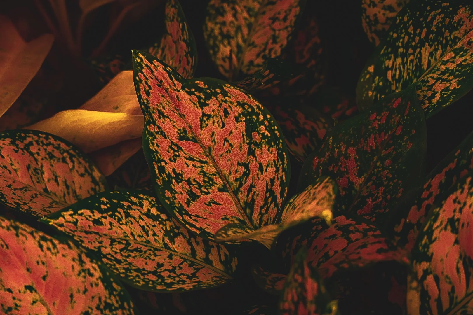 _DSC1512.jpeg