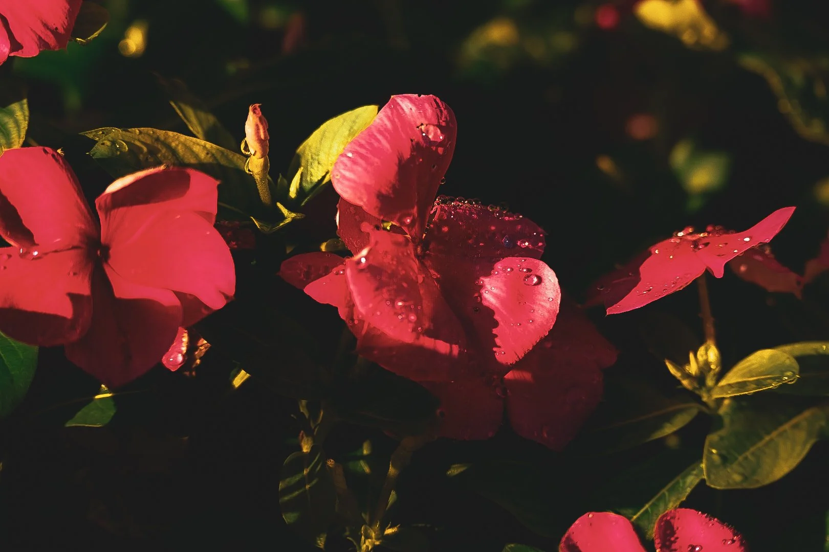 _DSC1504.jpeg