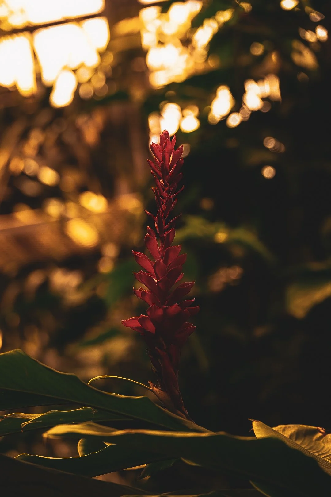 _DSC0380.jpeg