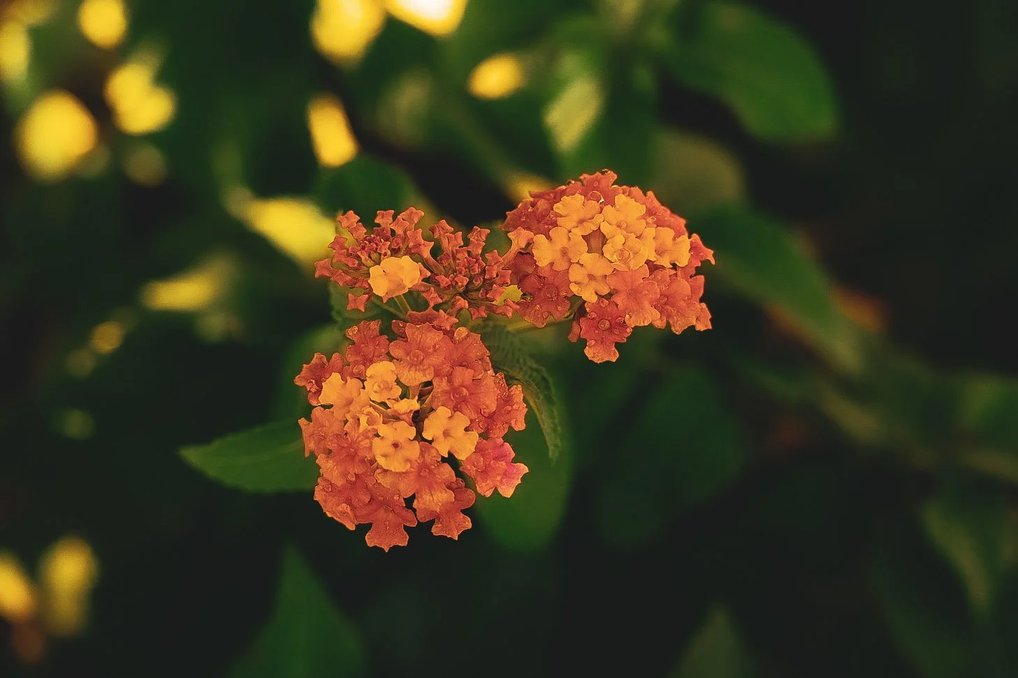 _DSC1352.jpeg