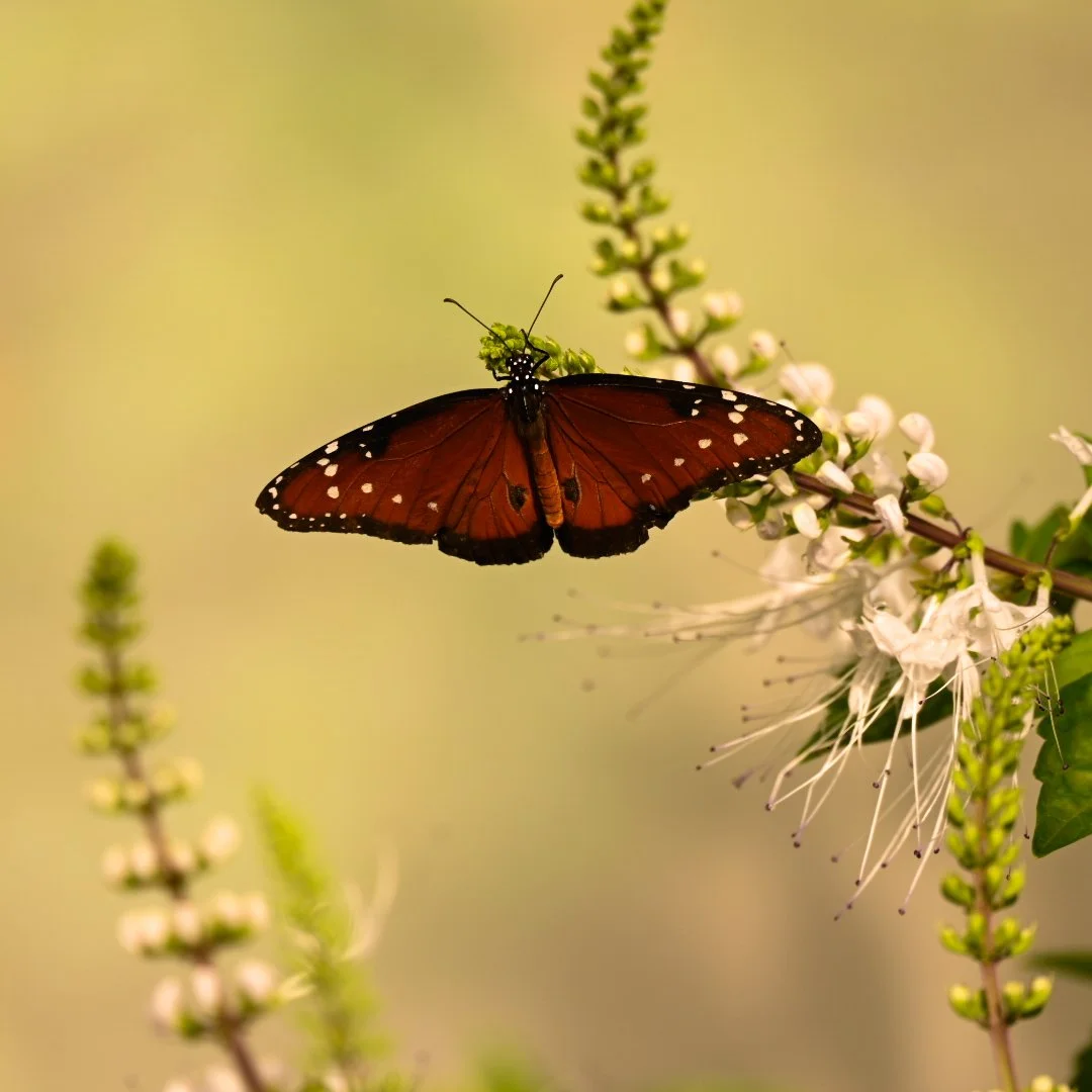 _DSC1490.jpeg