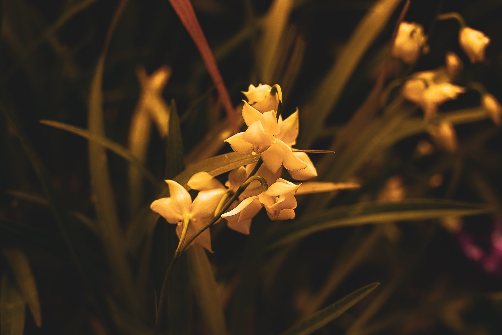_DSC0412.jpeg