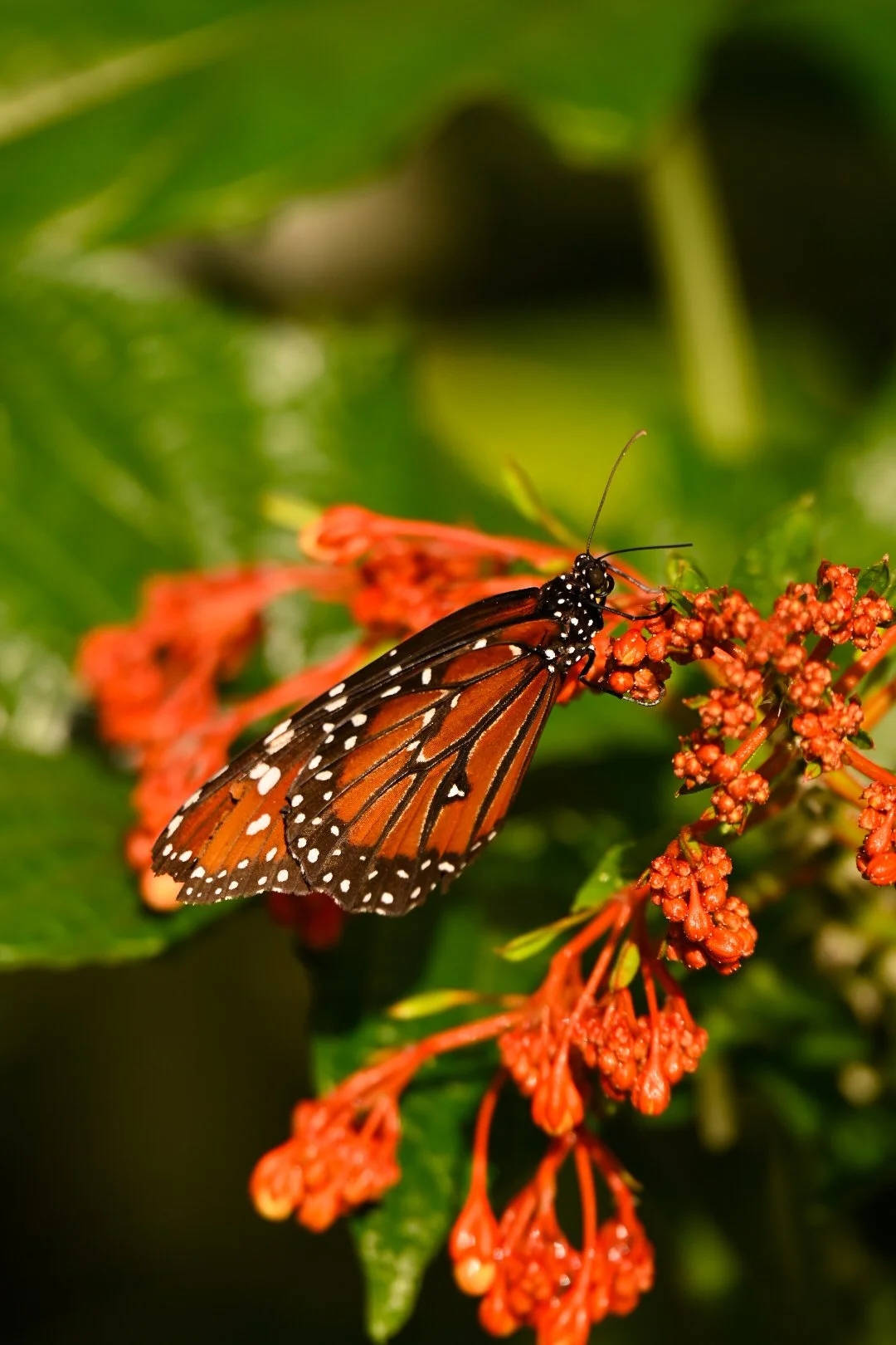 _DSC1445.jpeg