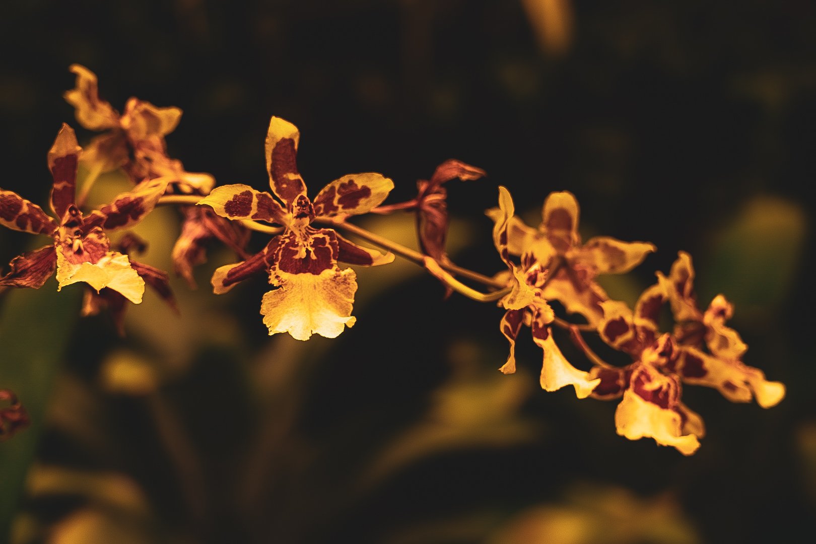 _DSC0402.jpeg