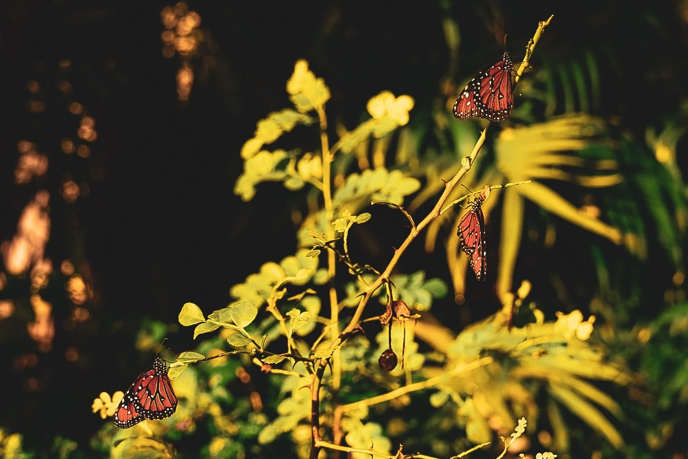 _DSC1388.jpeg