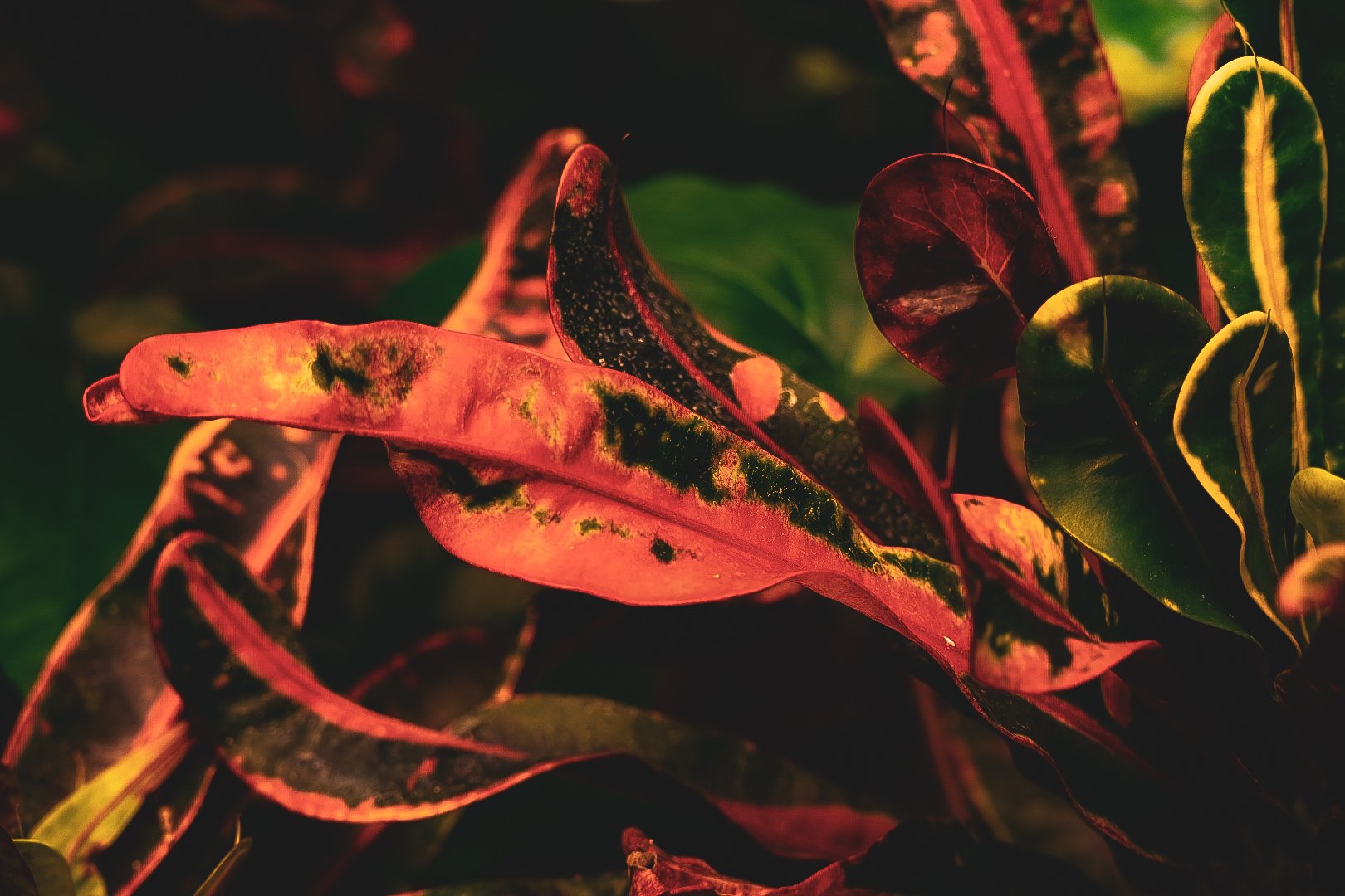 _DSC0386.jpeg