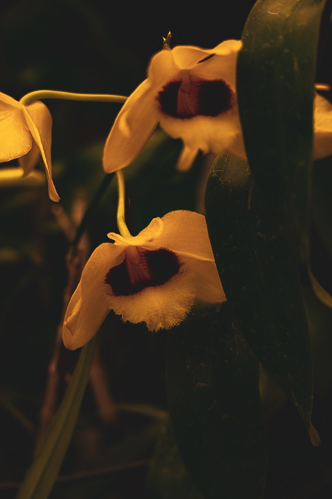 _DSC0415.jpeg